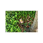 Focus Industries DL-04-LEDP412V-BRS 4W Outdoor LED Flood Light